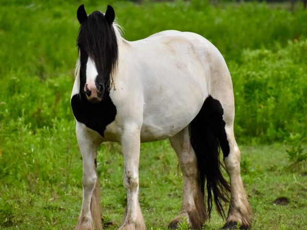 Black and white horse standing on grass.