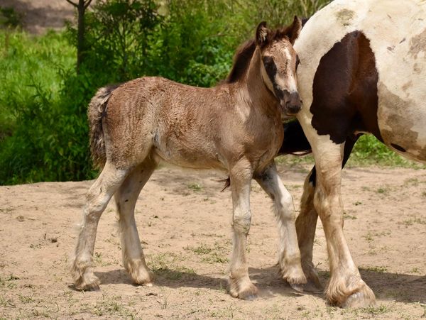 A foal standing next to its mother horse.