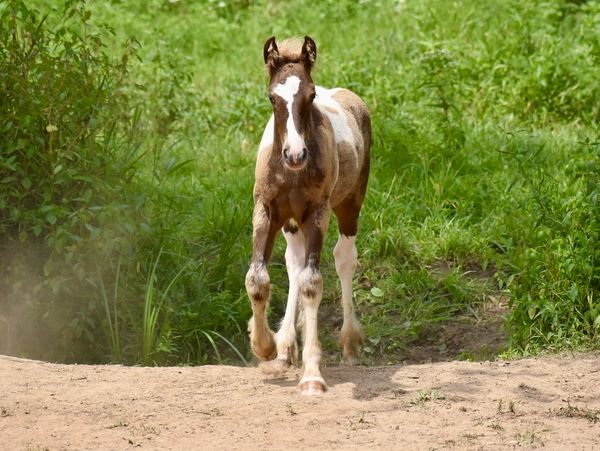 Young brown and white foal walking on a dirt path.