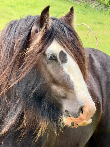 Close-up of a horse with a long mane and distinct facial markings.