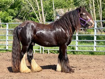 Shiny black horse with feathered legs in a fenced area.
