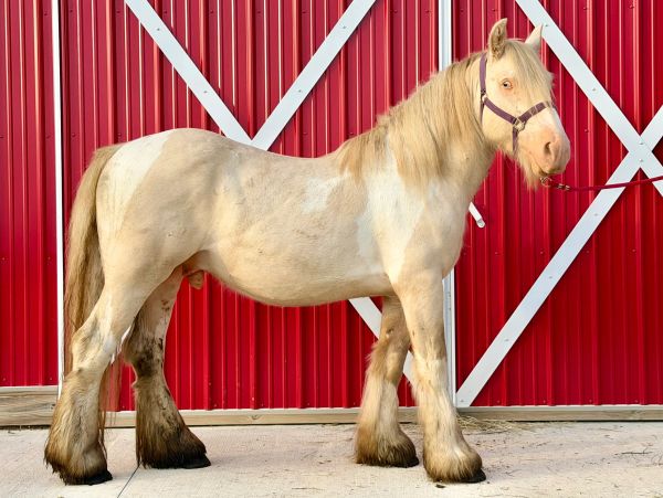 Light-colored horse standing in front of a red wall.