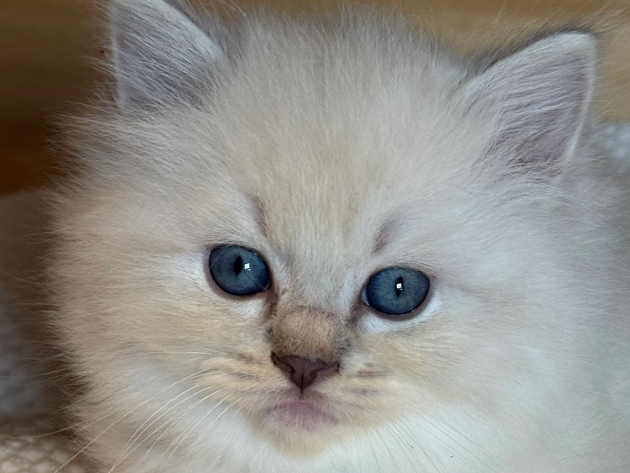 Close-up of a fluffy white kitten with blue eyes.