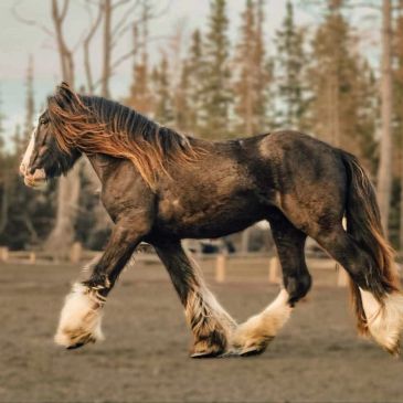 A dark brown horse with white feathering on legs trotting outdoors.