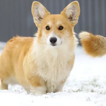Corgi dog standing on snow.