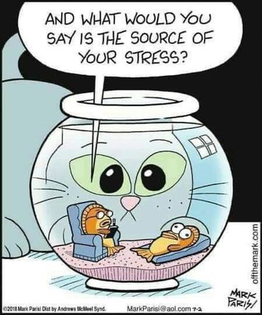 Goldfish in therapy with cat watching the fishbowl.