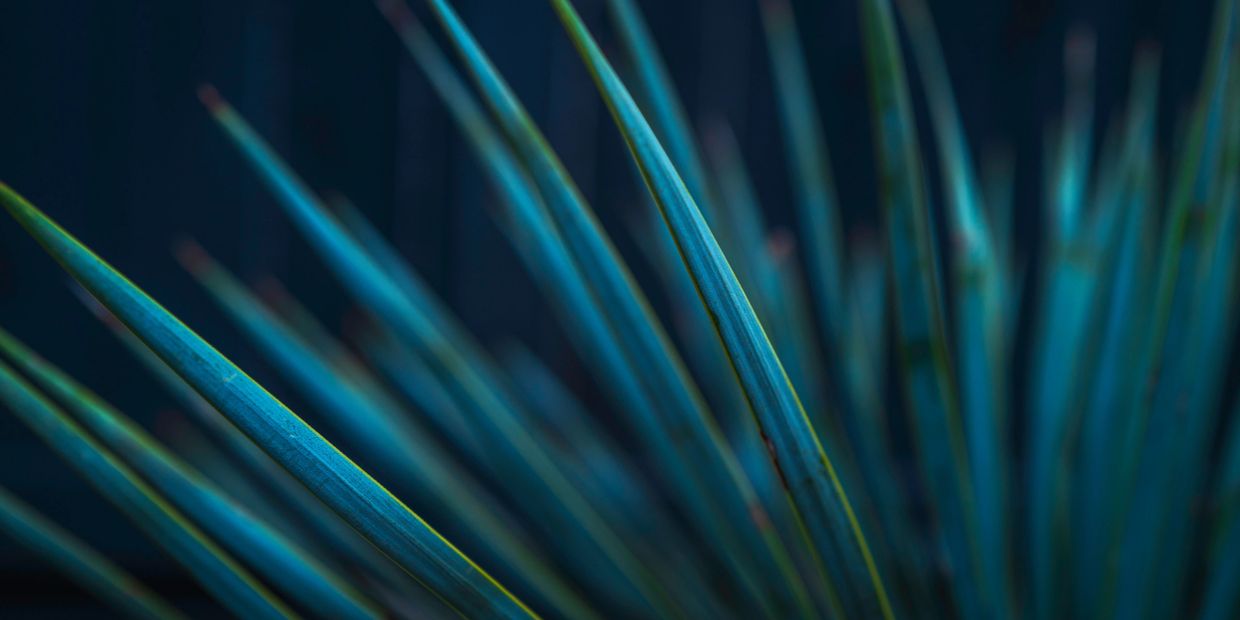 Close-up of long, sharp bluish-green plant leaves.