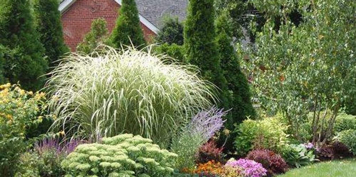 Mixed Perennial, Grass and Shrub border for seasonal interest 