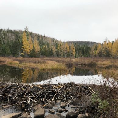 Félix Pigeon Courtier immobilier
Terrain
Terre à bois à vendre
Érablière
Acres
Arpents
Hectare