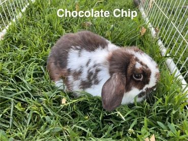 A brown and white rabbit named Chocolate Chip in grass.