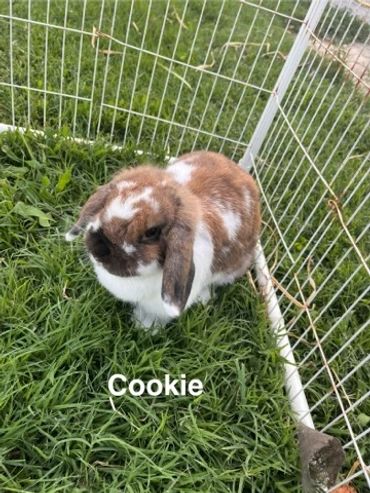A brown and white lop-eared rabbit named Cookie sits on green grass inside a white wire enclosure.