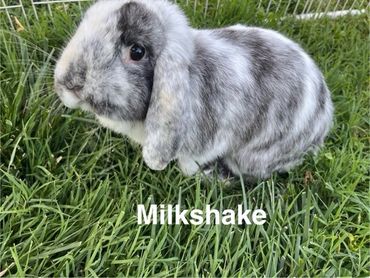A gray and white lop-eared rabbit named Milkshake sitting on green grass.