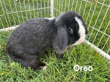 A black and white bunny named Oreo sitting on green grass inside a wire enclosure.