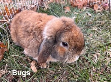 A fluffy brown holland lop rabbit named Bugs outside on grass.