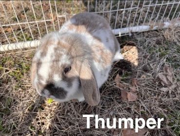 A fluffy lop-eared rabbit named Thumper in a fenced outdoor area.