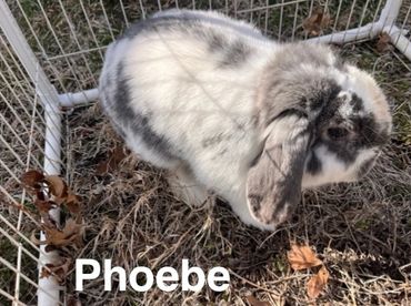A fluffy white and gray rabbit inside a small fenced area.