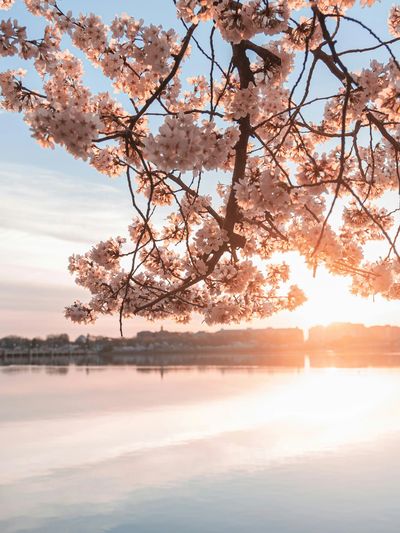Washington Monument and D.C. Cherry Blossoms