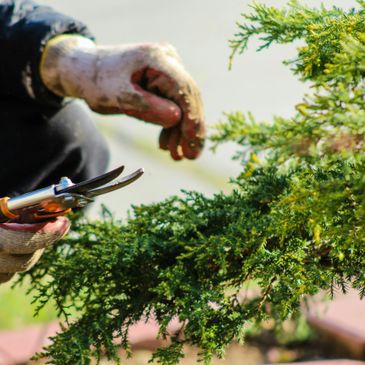 Hands pruning a green bush with garden shears outdoors.