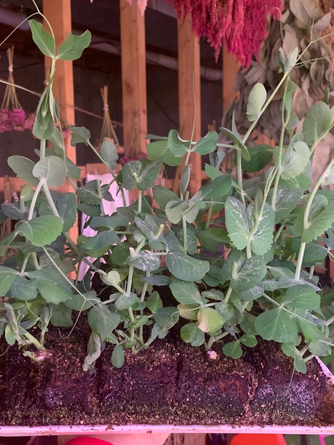 Sugar daddy peas (soil blocked) Sugar daddy peas (soil blocked)