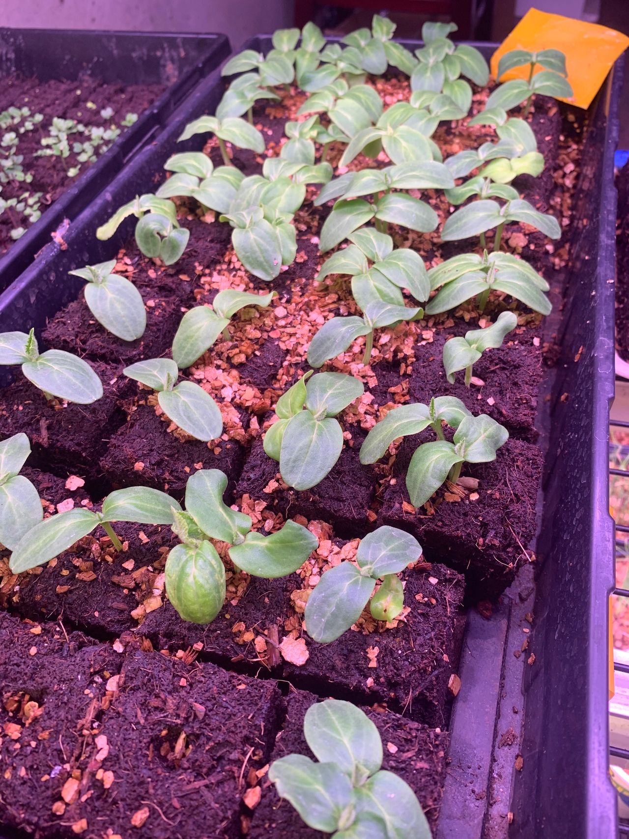 Soil blocked cucumbers Soil blocked cucumbers