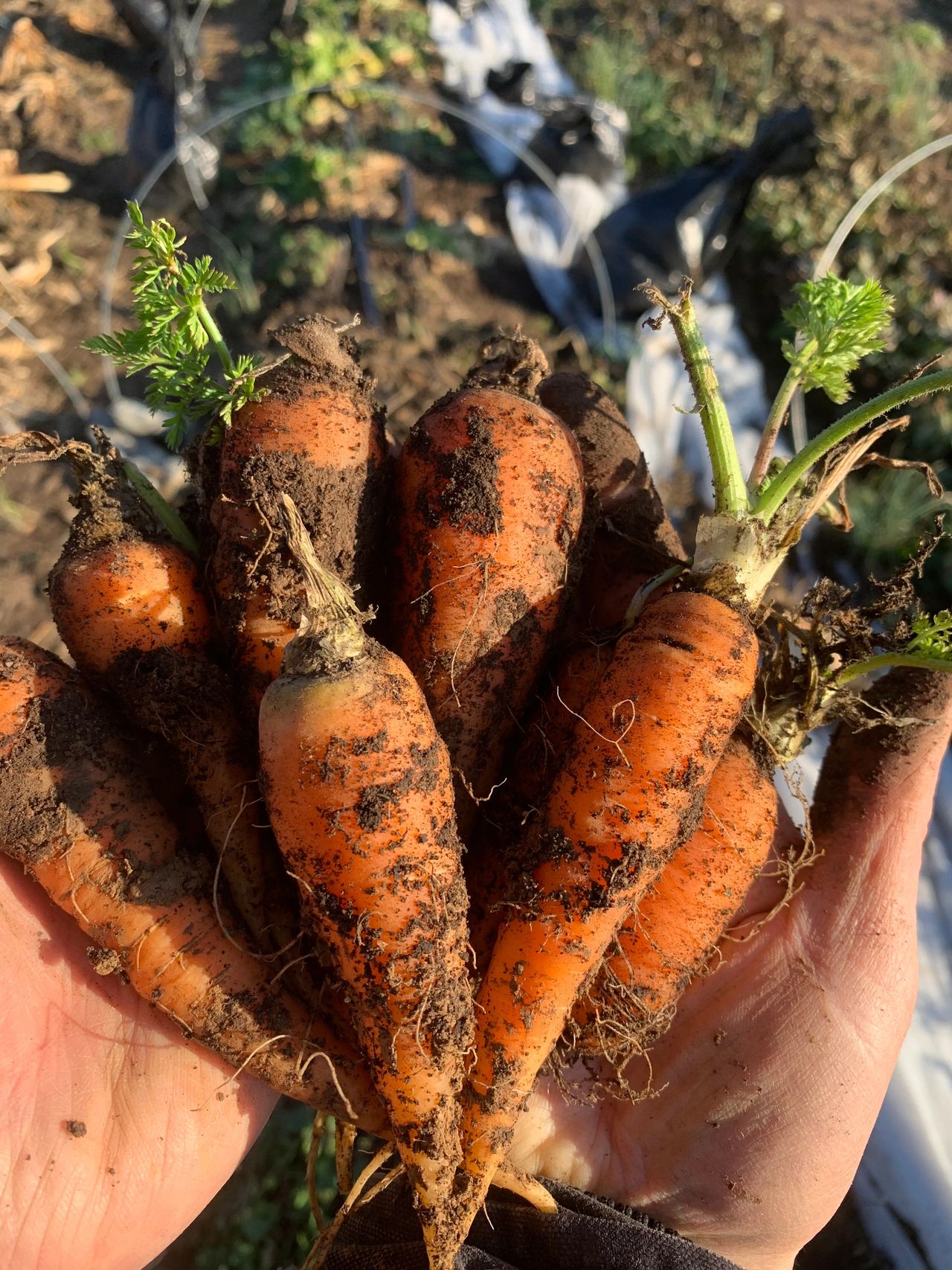 Royal carrots down in late fall Royal carrots down in late fall