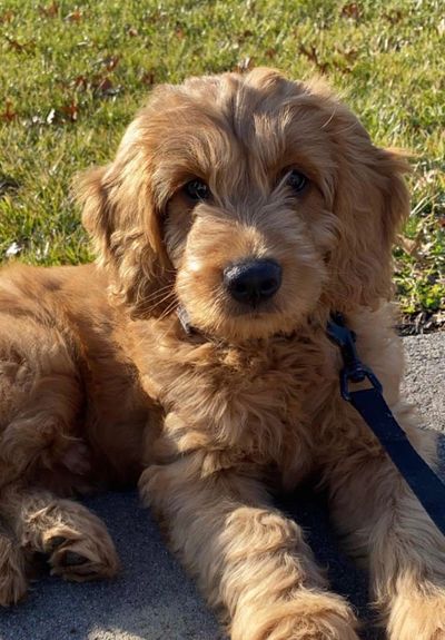 Red Moyen Goldendoodle