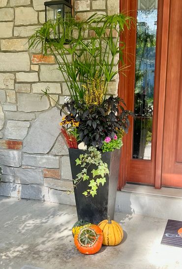 A black pepper plant in an arrangement with king tut grass against a stone brick pattern.