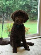 Chocolate F1b Labradoodle with a wool coat