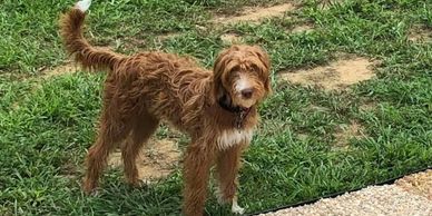 Mini F1b Caramel Labradoodle for sale