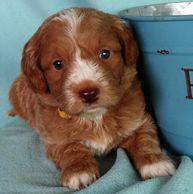 Apricot Red mismarked mini labradoodle
