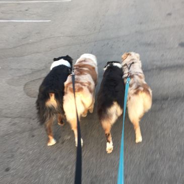 me and the dogs going for a run! Look at that foot  timing!