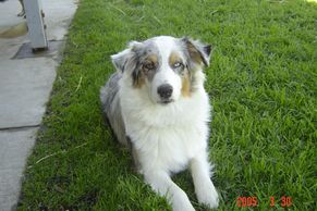 My first blue merle, Love and MISS my Jenna girl everyday!