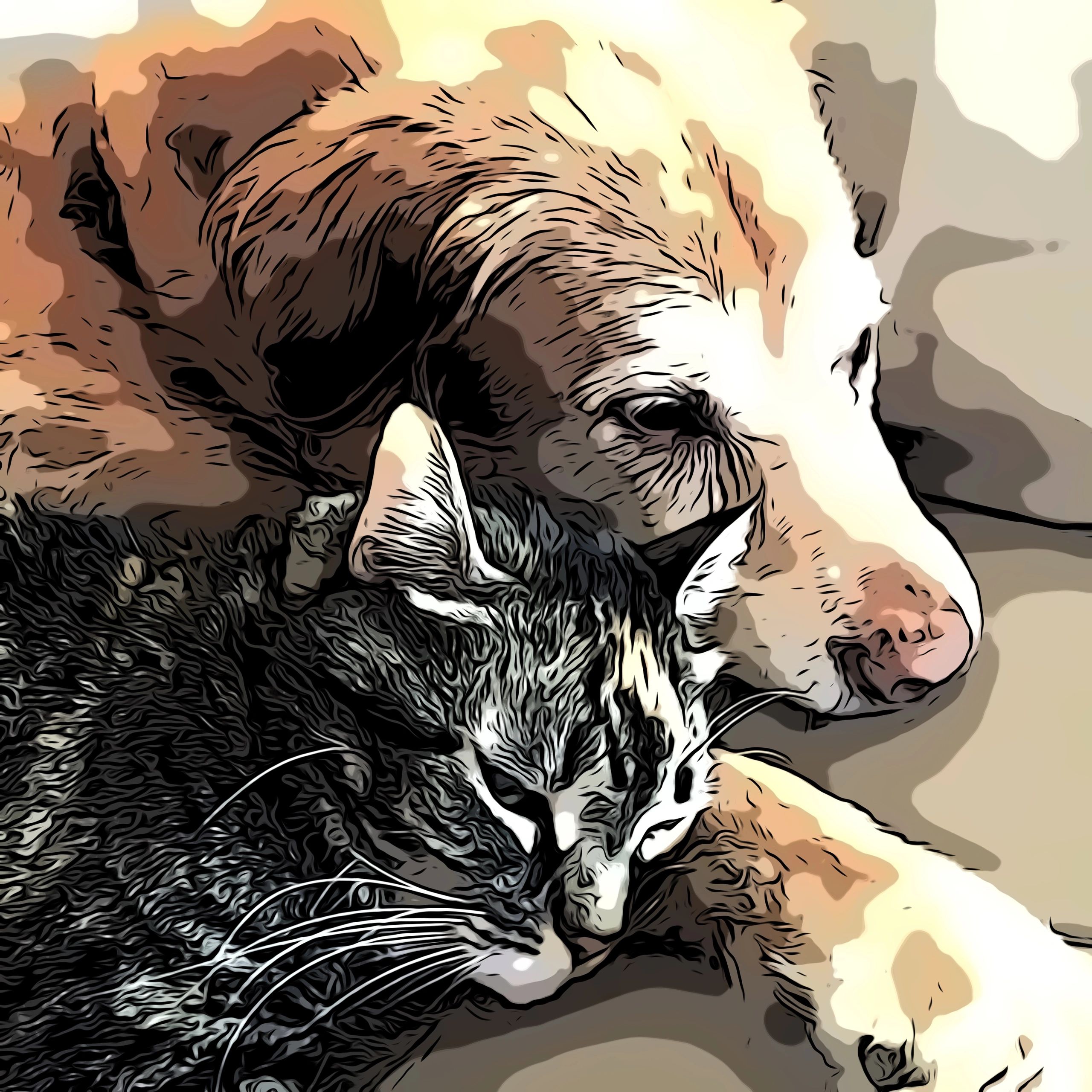 InHome Euthanasia Hampton Roads Veterinary hospice and in Home