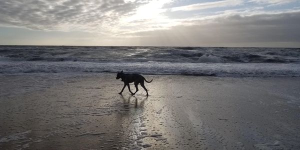 blu at sunrise, blu bucket list
pet loss resources