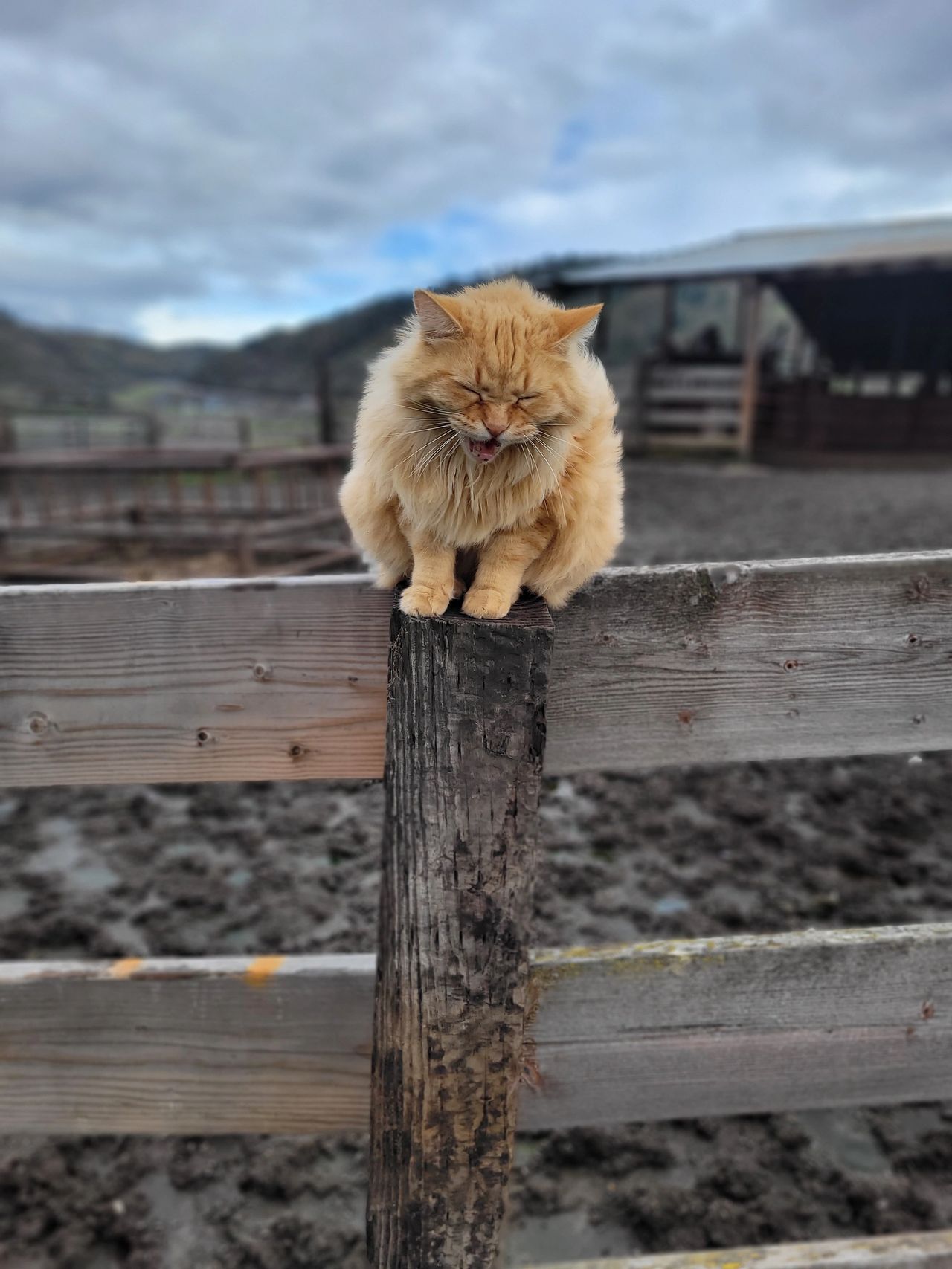 Buggles the FIV Kitty Buggles the FIV Kitty