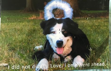 Sundance, memorial picture, pet loss, pet loss and grief resources, 
in home hospice