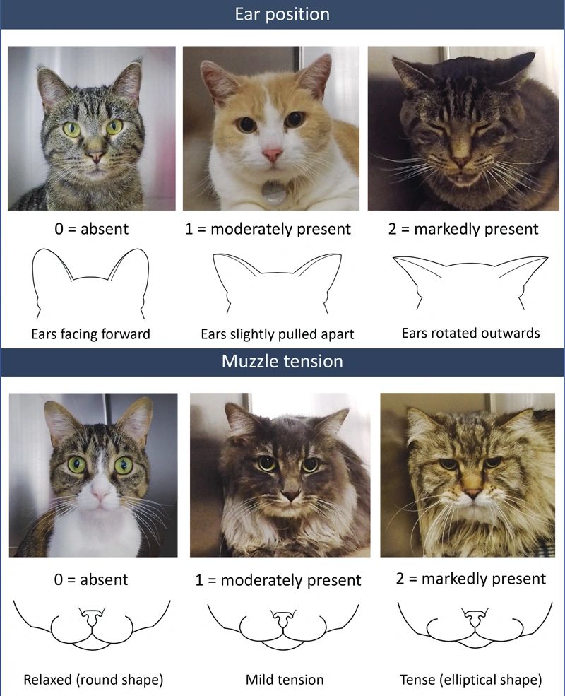 Feline Grimace Scale - This is an example of a scale often used to assess for visible signs of pain in a cat. Feline Grimace Scale - This is an example of a scale often used to assess for visible signs of pain in a cat.
