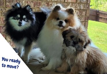 3 dogs wondering, are you ready to move to Murfreesboro, Franklin, or Smyrna, TN?