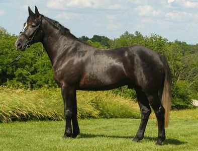 Elton 1/2 Percheron 1/2 TB , home raised