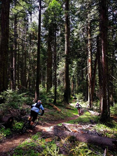 Riding lower Butcher Ranch Trail on the Downieville Downhill.