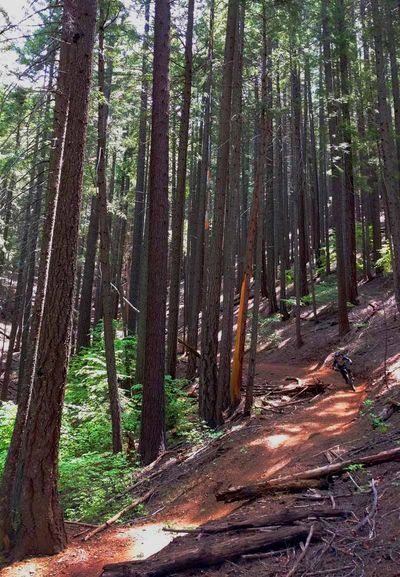 Riding the Third Divide Trail on the Downieville Downhill.