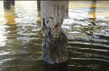 Close-up of a wooden pier post eroded and covered with marine growth in water.