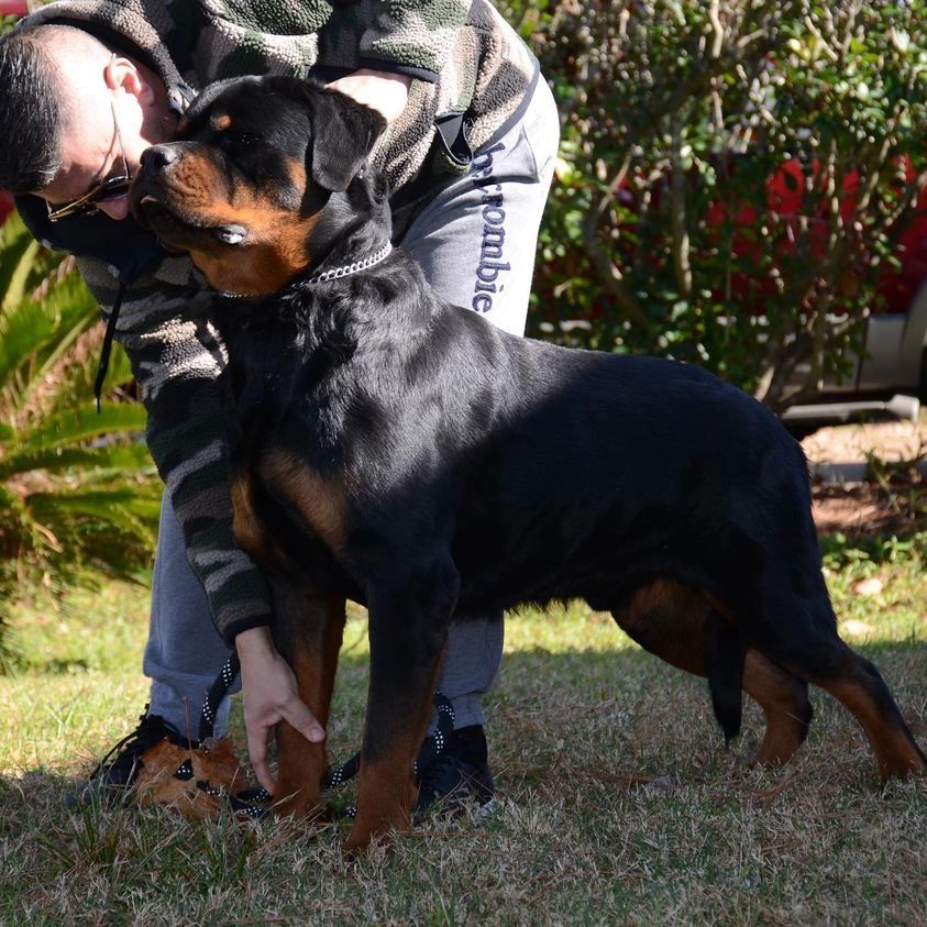 UZZI  VON HEIDELBERG out of my litter LITTER “U” 🇺🇸🇺🇸🇺🇸🇺🇸🇺🇸🇺🇸❤️🔥🔥🔥🔥🔥Father:ZEWS OF