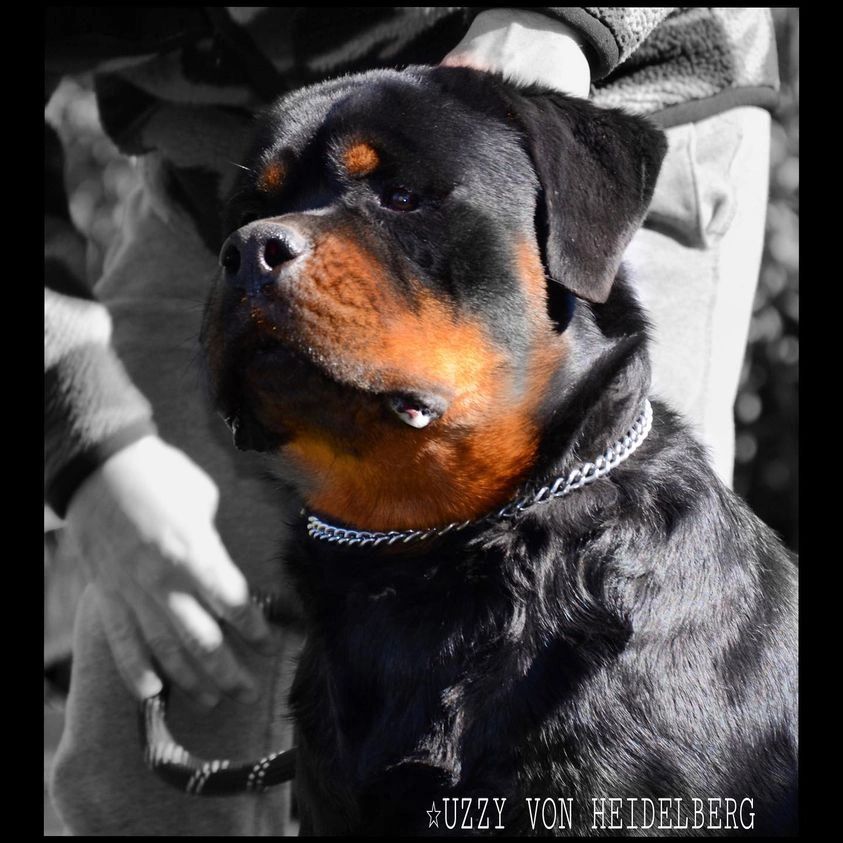 UZZI  VON HEIDELBERG out of my litter LITTER “U” 🇺🇸🇺🇸🇺🇸🇺🇸🇺🇸🇺🇸❤️🔥🔥🔥🔥🔥Father:ZEWS OF