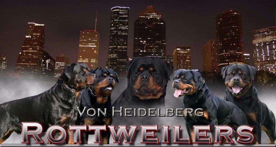 WE HAVE SOME OF THE BEST BLOODLINES IN THE WORLD