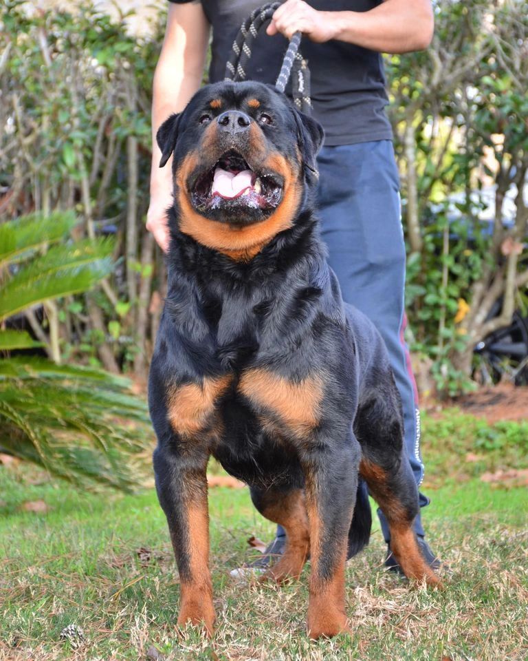 UZZI  VON HEIDELBERG