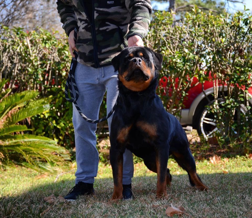 UZZI  VON HEIDELBERG out of my litter LITTER “U” 🇺🇸🇺🇸🇺🇸🇺🇸🇺🇸🇺🇸❤️🔥🔥🔥🔥🔥Father:ZEWS OF