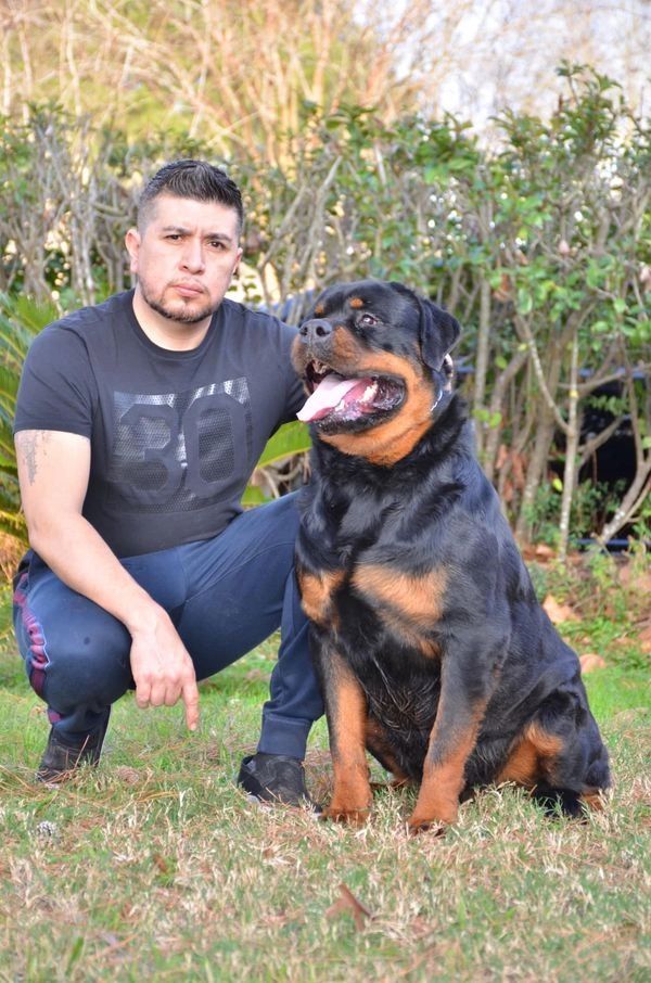 UZZI  VON HEIDELBERG out of my litter LITTER “U” 🇺🇸🇺🇸🇺🇸🇺🇸🇺🇸🇺🇸❤️🔥🔥🔥🔥🔥Father:ZEWS OF