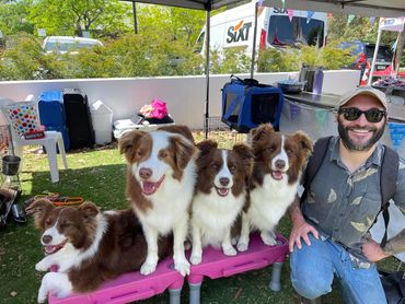 Eurobdalla shire dog trainer Chris Burke at a local dog show with four well-trained border collies.