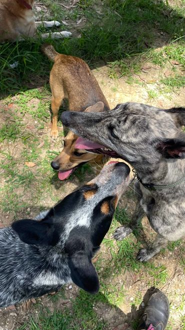 A cattle dog puppy, greyhound and a labrador socialising on a dog walk